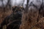 7 weeks old GDR Shepherd Puppy