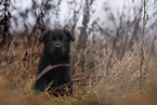 7 weeks old GDR Shepherd Puppy