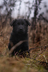 7 weeks old GDR Shepherd Puppy