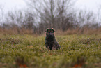 7 weeks old GDR Shepherd Puppy