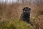 7 weeks old GDR Shepherd Puppy