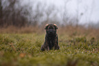 7 weeks old GDR Shepherd Puppy