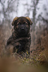 7 weeks old GDR Shepherd Puppy