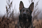 GDR Shepherd