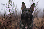 GDR Shepherd