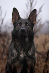 GDR Shepherd