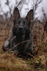 GDR Shepherd
