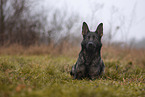 GDR Shepherd