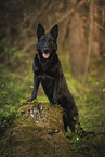 black GDR Shepherd