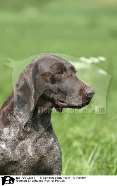 German Shorthaired Pointer Portrait / RR-02351