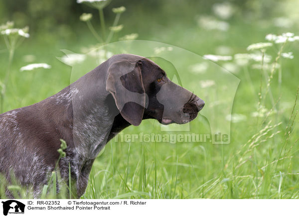 German Shorthaired Pointer Portrait / RR-02352