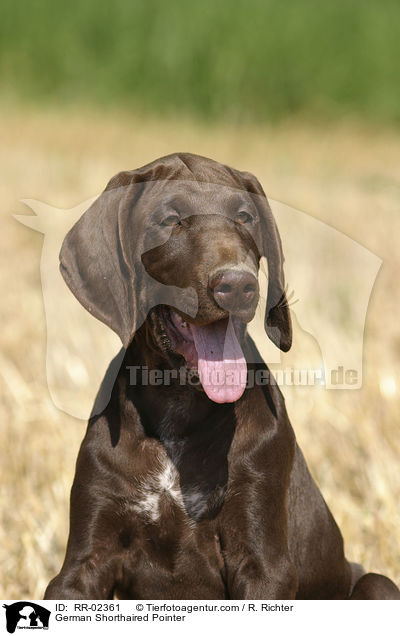 German Shorthaired Pointer / RR-02361