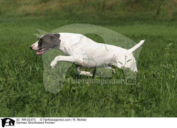 German Shorthaired Pointer / RR-02373