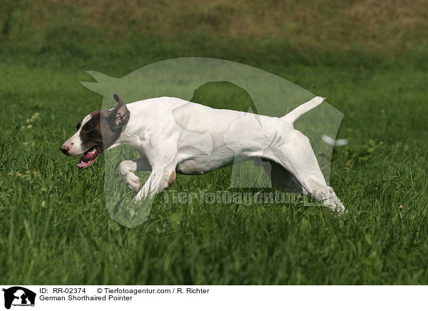 Deutsch Kurzhaar / German Shorthaired Pointer / RR-02374