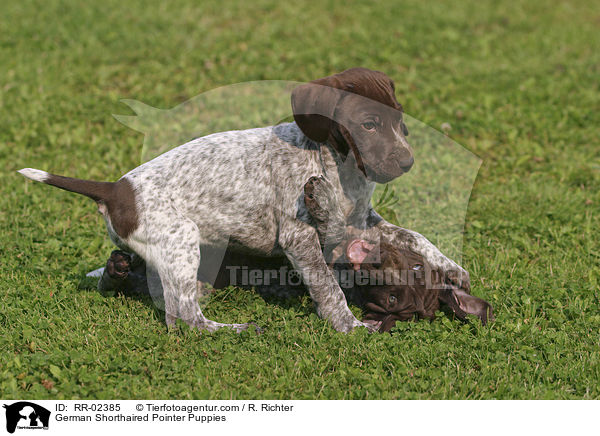 Deutsch Kurzhaar Welpen / German Shorthaired Pointer Puppies / RR-02385
