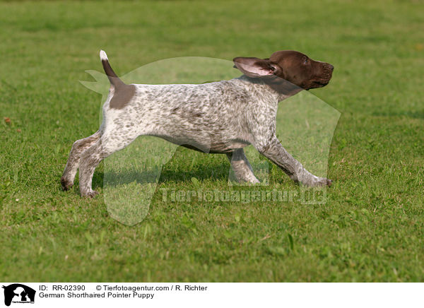 German Shorthaired Pointer Puppy / RR-02390