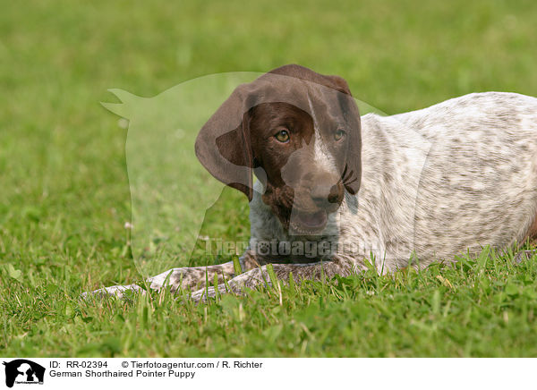 Deutsch Kurzhaar Welpe / German Shorthaired Pointer Puppy / RR-02394