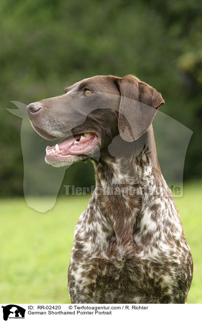 German Shorthaired Pointer Portrait / RR-02420
