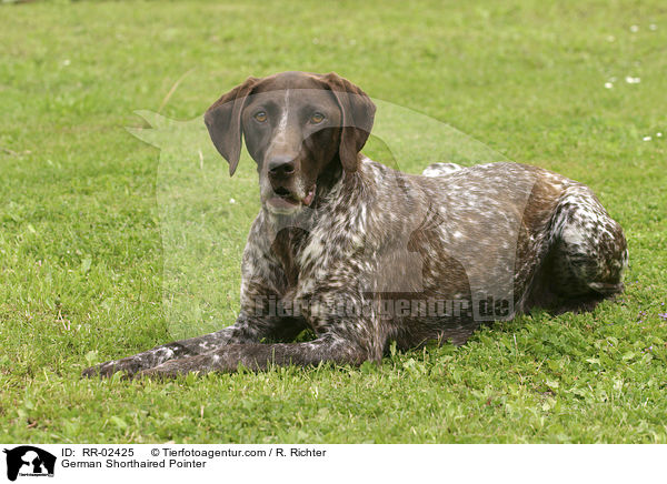 German Shorthaired Pointer / RR-02425