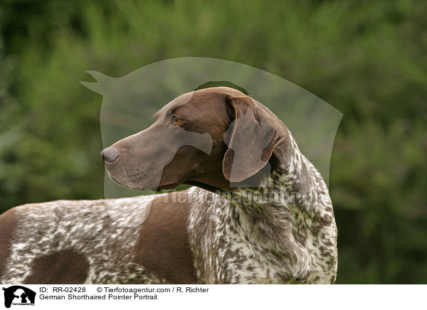 Deutsch Kurzhaar / German Shorthaired Pointer Portrait / RR-02428