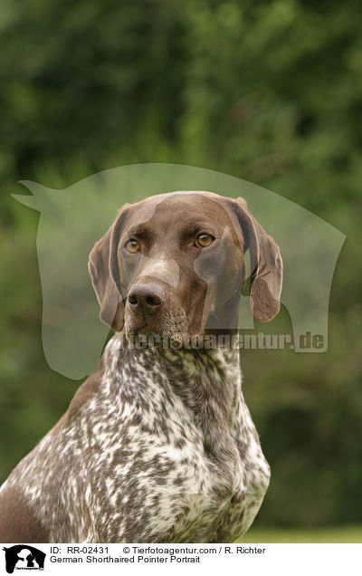 German Shorthaired Pointer Portrait / RR-02431
