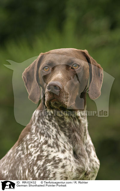 Deutsch Kurzhaar / German Shorthaired Pointer Portrait / RR-02432