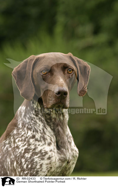 Deutsch Kurzhaar / German Shorthaired Pointer Portrait / RR-02433