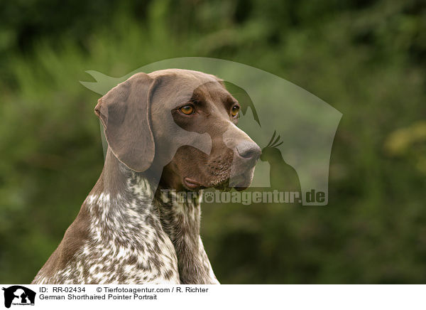 German Shorthaired Pointer Portrait / RR-02434