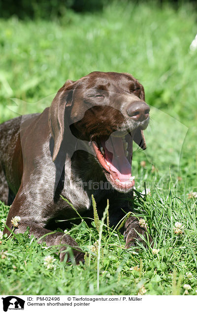 Deutsch kurzhaar / German shorthaired pointer / PM-02496