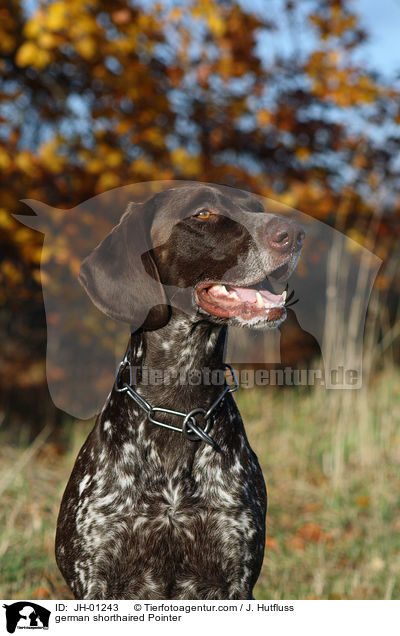 Deutsch Kurzhaar / german shorthaired Pointer / JH-01243