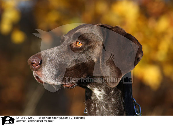 German Shorthaired Pointer / JH-01250