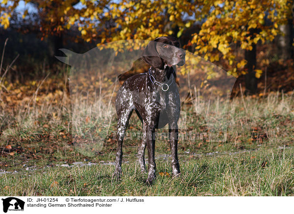 standing German Shorthaired Pointer / JH-01254