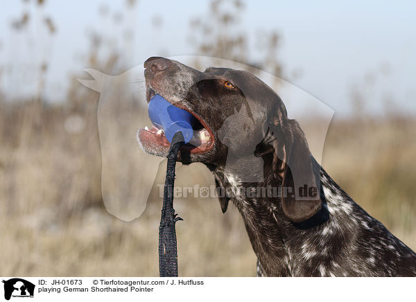 playing German Shorthaired Pointer / JH-01673