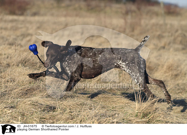 playing German Shorthaired Pointer / JH-01675
