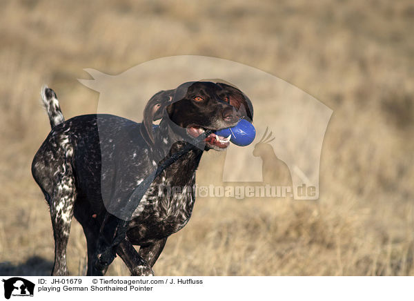playing German Shorthaired Pointer / JH-01679