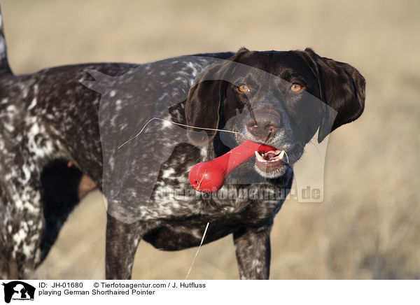 playing German Shorthaired Pointer / JH-01680