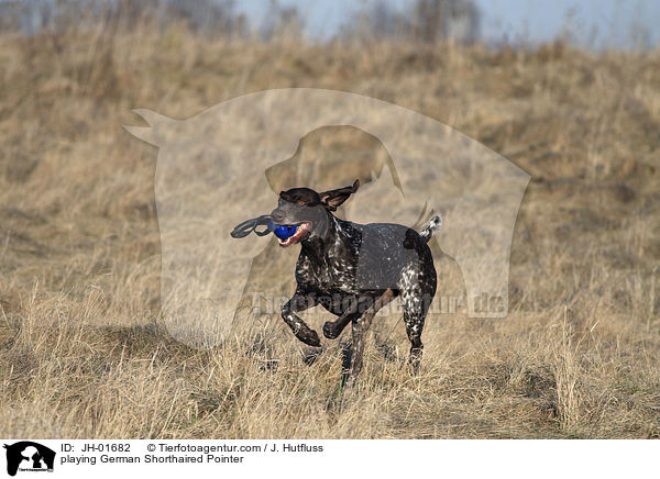 playing German Shorthaired Pointer / JH-01682