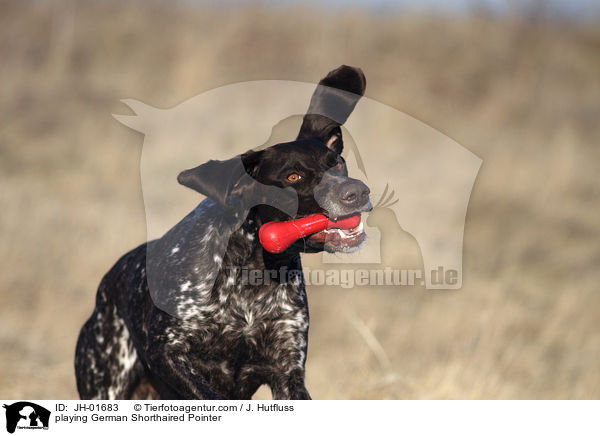playing German Shorthaired Pointer / JH-01683