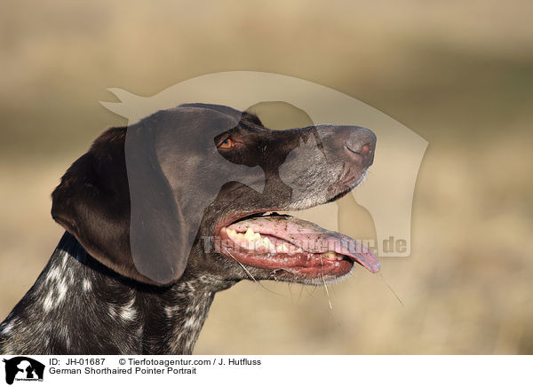 German Shorthaired Pointer Portrait / JH-01687