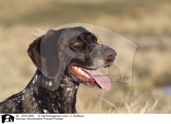German Shorthaired Pointer Portrait / JH-01688