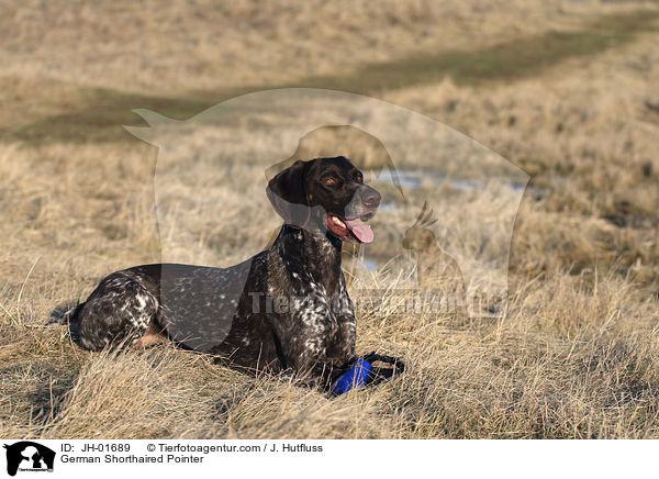German Shorthaired Pointer / JH-01689