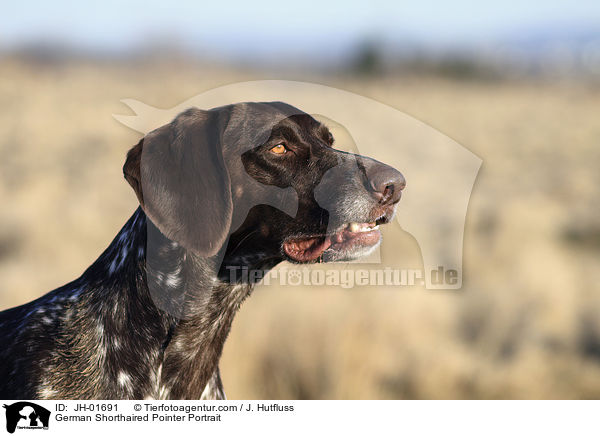 German Shorthaired Pointer Portrait / JH-01691