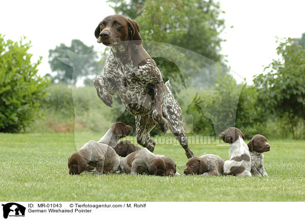 German Wirehaired Pointer / MR-01043