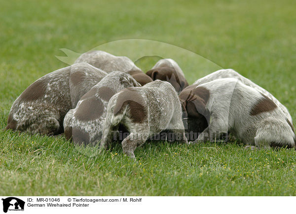 German Wirehaired Pointer / MR-01046