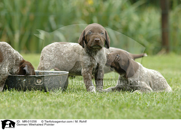 Deutsch Kurzhaar Welpen / German Wirehaired Pointer / MR-01056