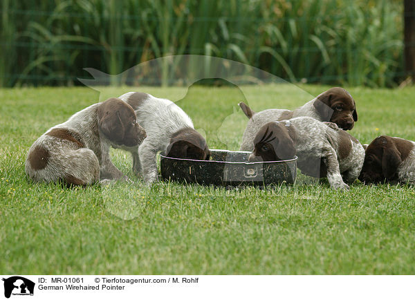 German Wirehaired Pointer / MR-01061