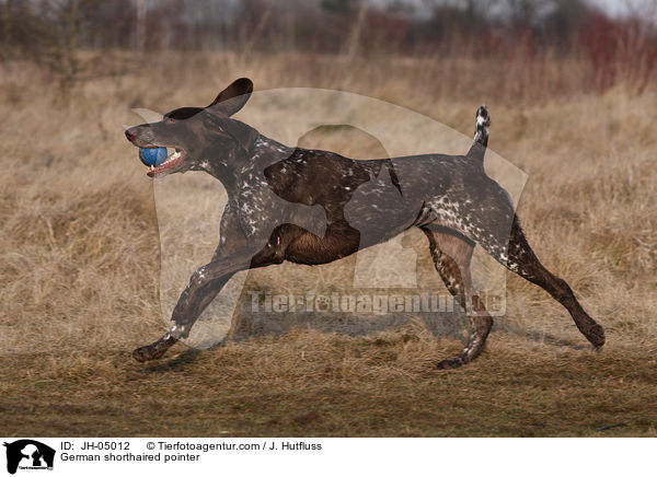 German shorthaired pointer / JH-05012