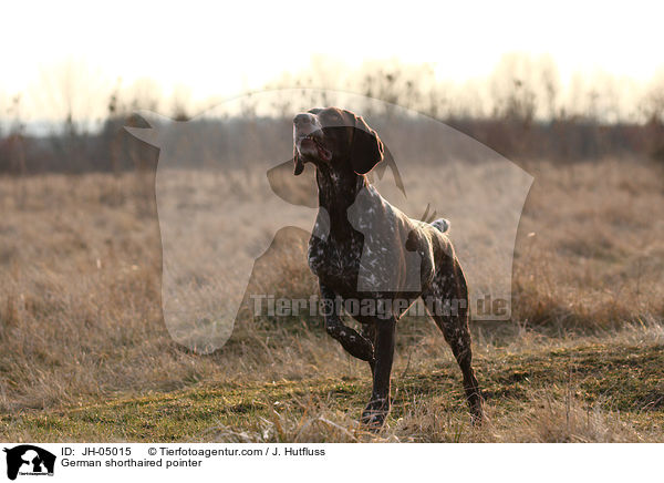 Deutsch Kurzhaar / German shorthaired pointer / JH-05015