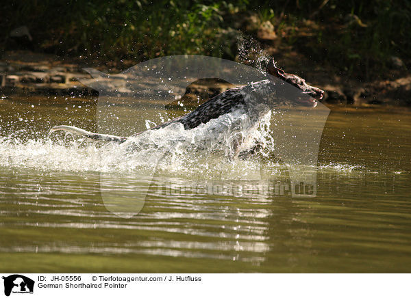 German Shorthaired Pointer / JH-05556