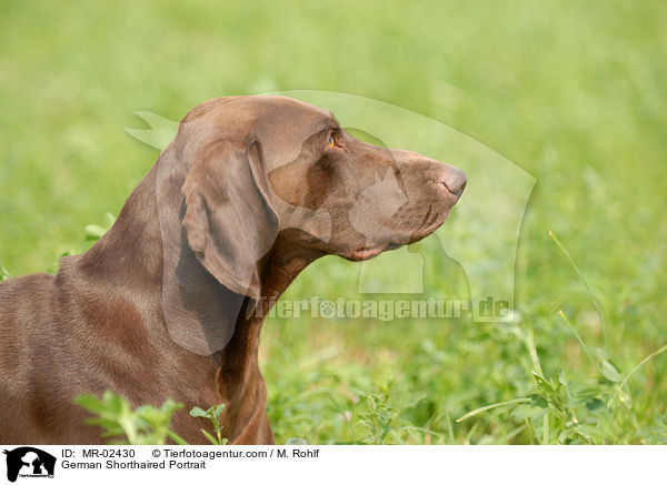 Deutsch Kurzhaar Portrait / German Shorthaired Portrait / MR-02430